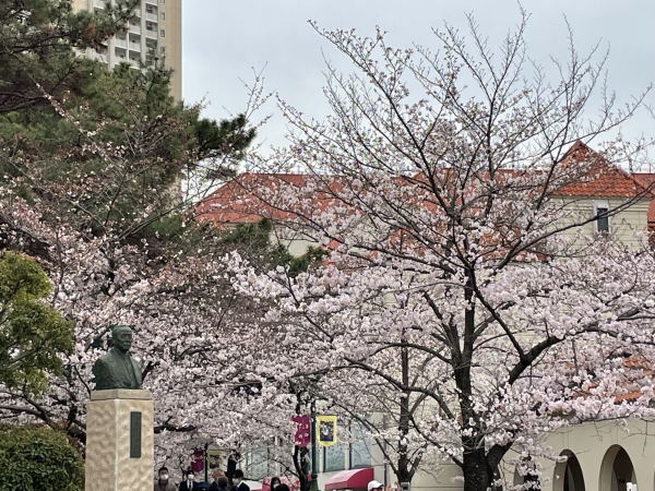 花の道の桜