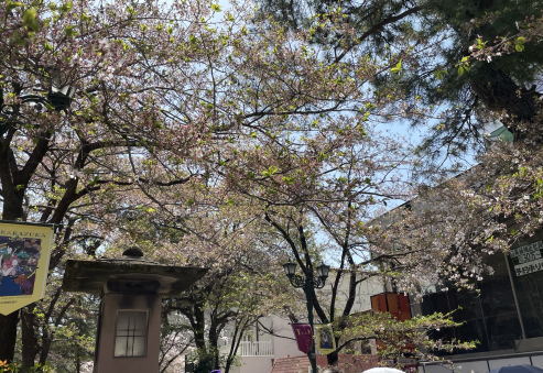 花の道桜1
