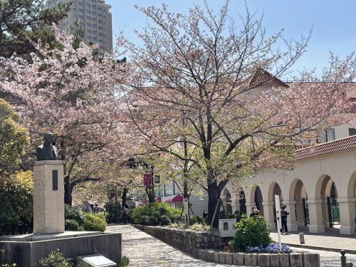 花の道の桜2