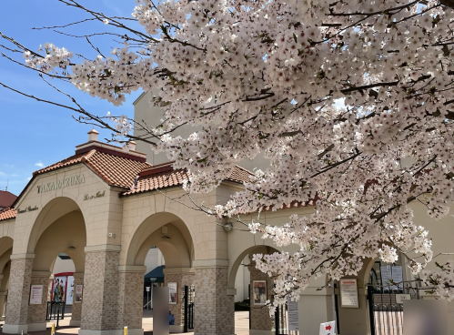 宝塚入口の桜